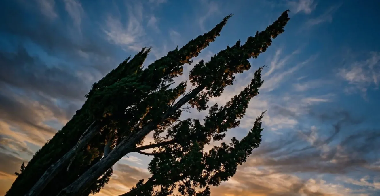 Symbolic photograph of dark evergreen tree branches reaching dynamically upward against luminous sky with swirling cloud formations
