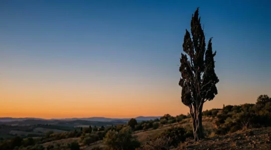A dramatic cypress tree reaching toward a swirling night sky, symbolizing the bridge between earthly suffering and spiritual transcendence